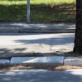 ...le cui radici hanno letteralmente squarciato pezzi di asfalto e sollevato diverse mattonelle del marciapiede. Proprio la presenza di questi alberi avrebbe bloccato il progetto di tracciare una pista ciclabile su questa strada